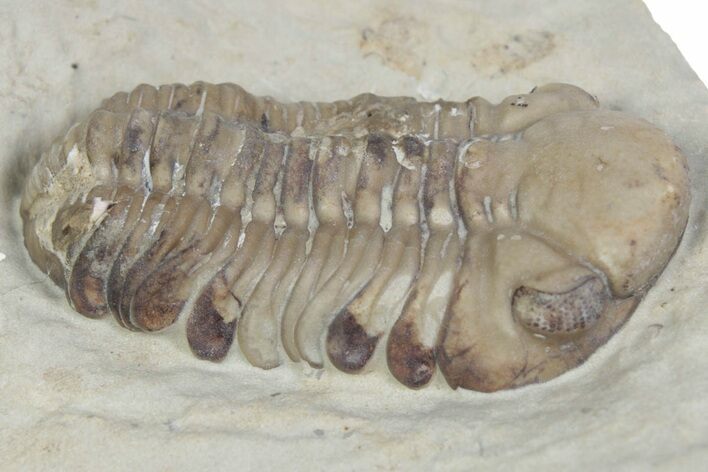 Bargain, Kainops Trilobite - Black Cat Mountain, Oklahoma #362981